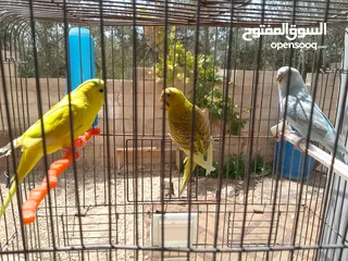  10 طيور مشكله شغاله للبيع اقرا الوصف