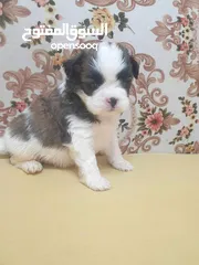  4 Puppy shihtzu mini