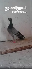  1 حمام شلبي نخب اول