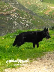  2 اناثي جيرمن بلاك شو لاين لونج هير مستوى عالي جدآ   العمر :- 50 يوم