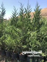  5 مشاتل الاندلس لانتاج وبيع جميع انواع الاشجار المثمره واشجار الزينه البلديه والمستوردة