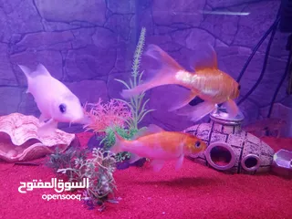  5 سمك سلفر بارب،سلفر شارك، كوي طفرات، سيكلد طفرات