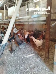  3 فراخ بلدي و  للبيع