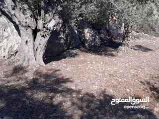  1 ارض للبيع تحت جسر اسكاكا حوض السهل