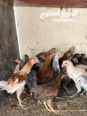  7 دجاج عماني اصل للبيع العمر شهرين