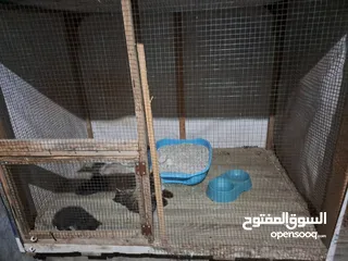  18 قفص مستعمل يدوي متر ونصف في 80 سم.................................................................