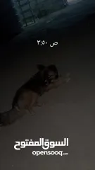  1 كلب زينه للبيع