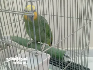  5 ببغاء امزوني اليف  هادي جدا للبيع قابل البدل على طيور