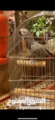  3 ببغاء كاسكو للبيع بسعر مغري جداً عمرو سنه و شهر و متكلم جدا صلاة النبي و أليف
