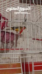  2 عصافير للبيعععععععععع