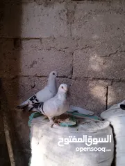  2 حمام كنكات وعمري وبالوني ونوري قراقطه نخب نار