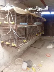  3 بياضات دجاج ومعالف ومشارب  واقفاص طابقين  للفري وطباق  بيض فري للفقاسات ايطالي للبيع بحاله ممتازه