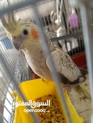  1 طيرا كوكتيل ايزابل