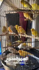  3 Canary