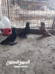  13 متاح جوز ماشاءالله موجودات طبربور
