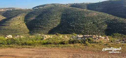 13 قطعة أرض للبيع من أراضي بلدة سنجل منطقة غرابة، مطلة على الساحل، منطقة A، قوشان طابو سلطة مستقل