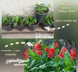  1 نبات قنا هندي أحمر اللون