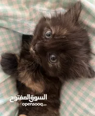  4 قطط عمر شهرين للتبني