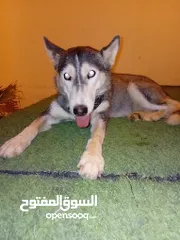  2 كلب هاسكي مالموت انثى