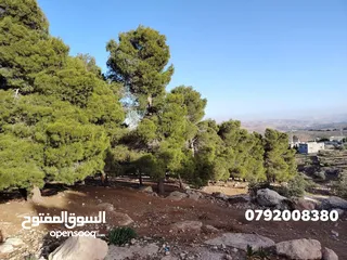  20 فرصه للشراء ارض مشجره جاهزه داخل التنظيم ومخدومه شارع معبد خدمات كامله ومطله