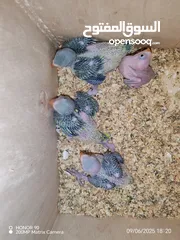  2 فراخ درة وفراخ كوكتيل للزق اليدوي