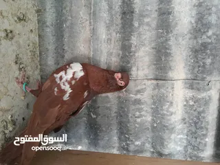  17 متاح  جواز  حمام الماني  كلو شغال جوز بلوني احمر تحته بيض وطيره مزهوراي حمره مع فرخها  وطيره مسوداي