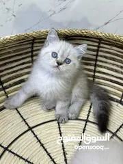  5 هملايا  اكثر من لون ( شاهد الوصف )  (الي مهتم يرن )