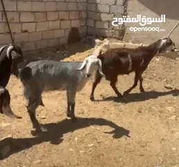  4 صلي على النبي  ماشاء الله شغل حليب  4 معزا 3 ثنايا 1رباعيه السعر 600