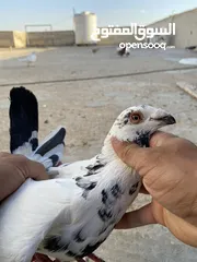  6 كوم حمام للبيع
