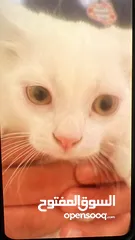  5 قطط شيرازي مون فيس.  _للتبني مون فيس جميلين