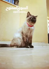  5 بسينة هملايا عمرا سنة