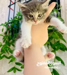  1 قطة صغيرة للبيع ( عمر شهرين تقريباً )