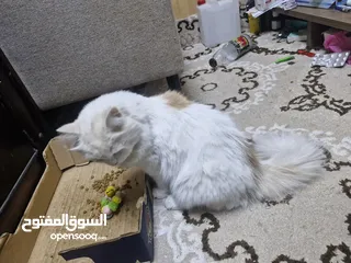  8 قط شيرازي سلفر للبيع