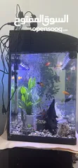  6 Big Aquarium for sell