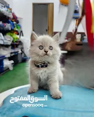  3 همالايا اقرا الوصف