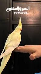  17 ببغاء كوكتيل