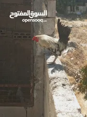  2 ديك ودجاجه للبيع الشراء يرن