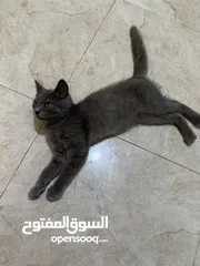  7 قط برطاني قصير الشعر للبيع