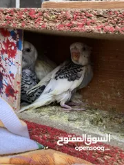  3 طيور حب شكري براصاصي مع افراخهن