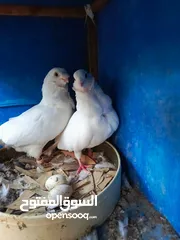  1 جواز للبيع