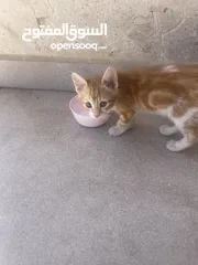  3 Kittens need home mom ran over by car -
