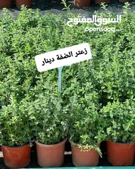  23 متوفر جميع انواع الاشجار المثمرة والزينة والورود وخدمة الزراع وتنسيق الحدائق وجميع انواع القواير