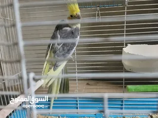  2 فحل كوكيتل محجل & فحل كنار شغالات 100% للبدل على درة او جرين شيك اليف