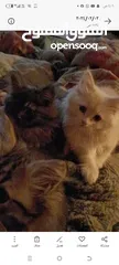  8 قطط شانشيلا وشيرازي