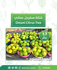  6 شتلات وأشجار البرتقال والحمضيات من مشتل الأرياف  أسعار منافسة نارنگی /  میندر کا درخت orange tree