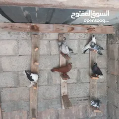  4 حمام البيع