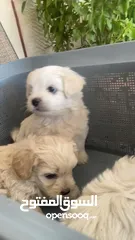  4 مالتيز تيريل