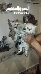  2 قطط مون فيس