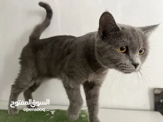  3 قطه آنثى سكوتش