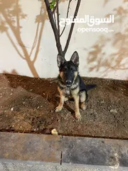  3 كلاب نوع جيرمن للبيع ذكرالعمر 10 شهور